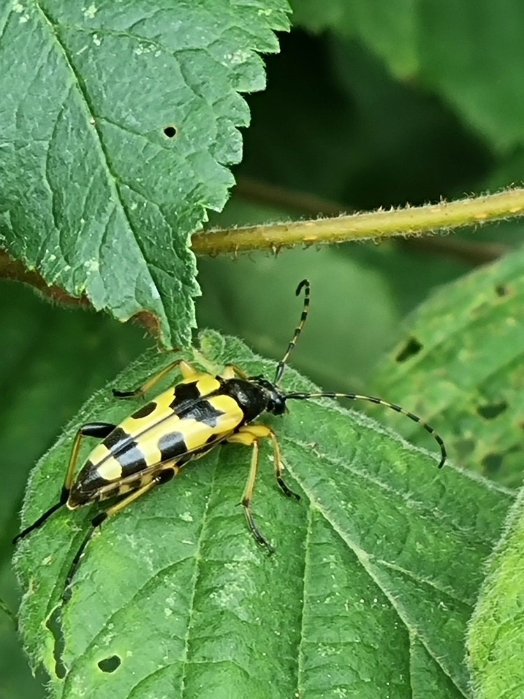 Lepture un insecte observé au Val Pépin