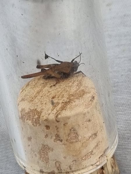 Tetrix ceperoi marais du Cap.jpg