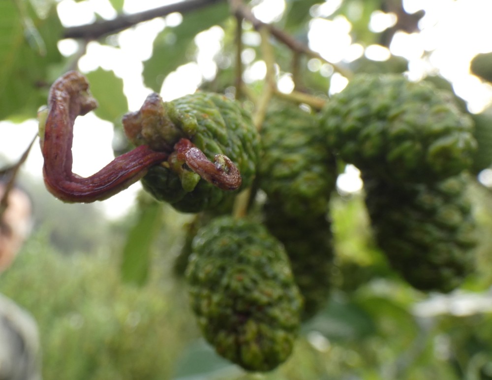 1040044.jpg (694.83 Kio) Vu 21028 fois Galle sur strobile de l'aulne, réserve de l'Orange, 24 juillet 2024 (Photo Mireille Caille)