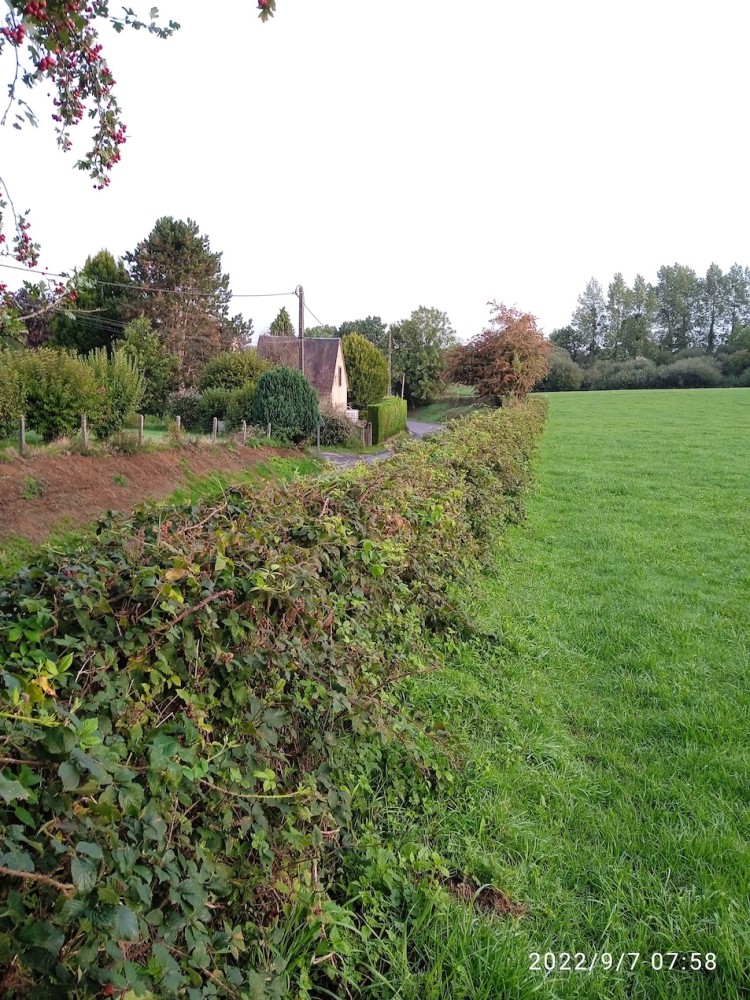 haie roncier-Lechartier-20220907jpg.jpg (551.25 Kio) Vu 20898 fois refuge Saint-Senier-sous-Avranches/50. Roncier en bord de route. Aubépines incluses