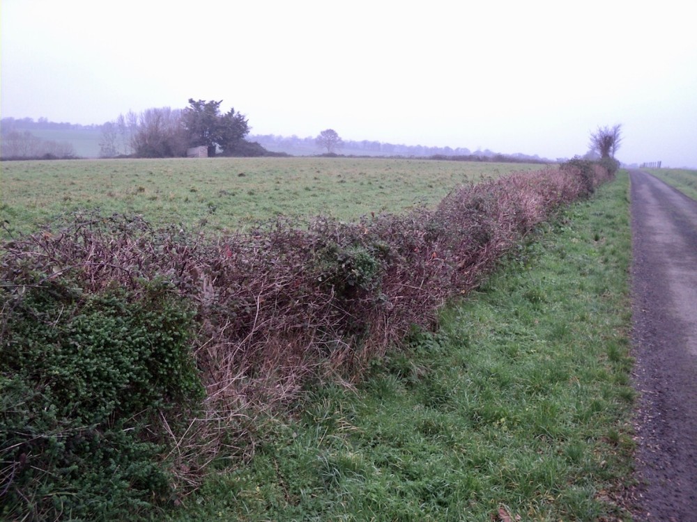haie roncier-Vains-201801-.jpg (368.45 Kio) Vu 23674 fois Sur un autre refuge, en bord de route, un roncier linéaire bas (Vains/50)