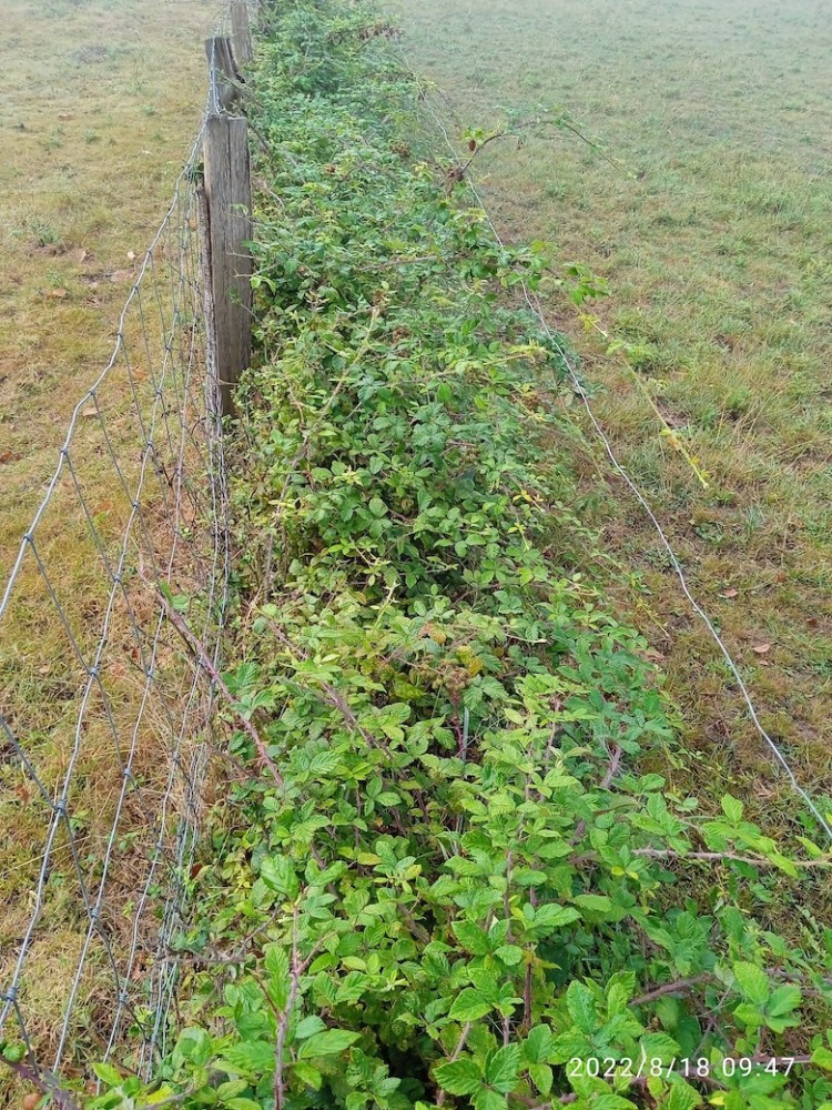 A.jpg (509.15 Kio) Vu 23674 fois Refuge du Mesnil-Tôve/50, roncier en cours d'installation entre deux clôtures.