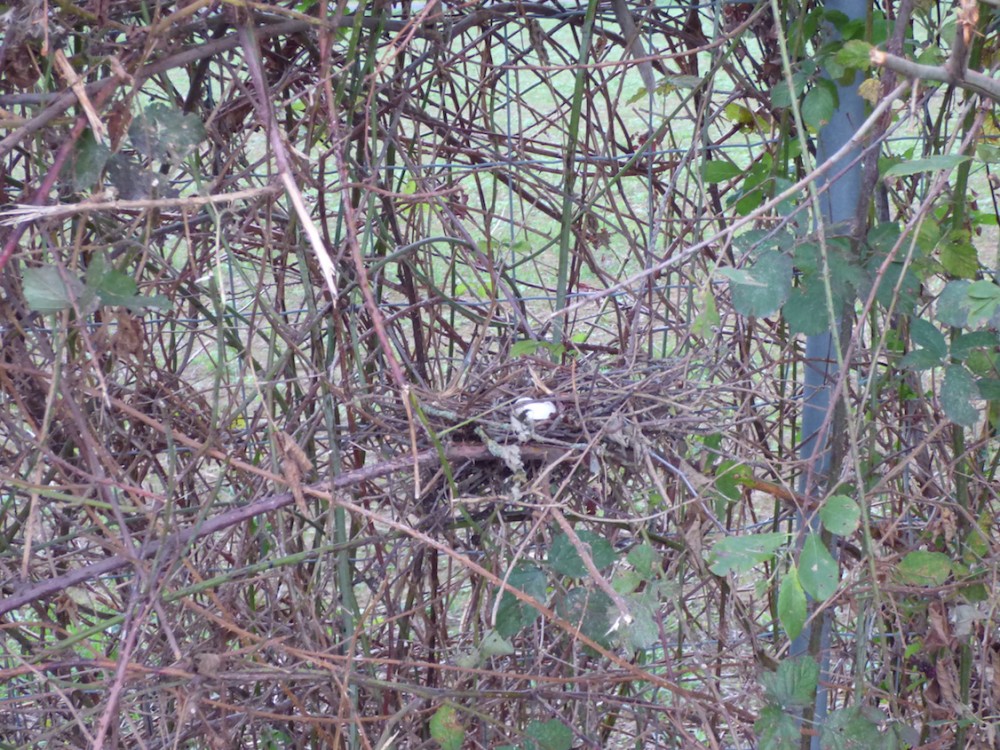 haie roncier Ponts-20291013- nid ramier.jpg (520.4 Kio) Vu 20898 fois Un autre cas, hors refuges : les milliers de  kilomètres de grillage bordant les autoroutes sont souvent colonisés par les ronciers. Lors d'une étude sur l'avifaune d'un échangeur de l'A84, le cantonnement de l'accenteur mouchet par exemple était superposable aux ronciers des rives. Un nid inattendu fut même observé : un pigeon ramier avait pondu dans un nid de "roncier routier" (13 octobre 2019, nid mis à nu après broyage du roncier vertical).