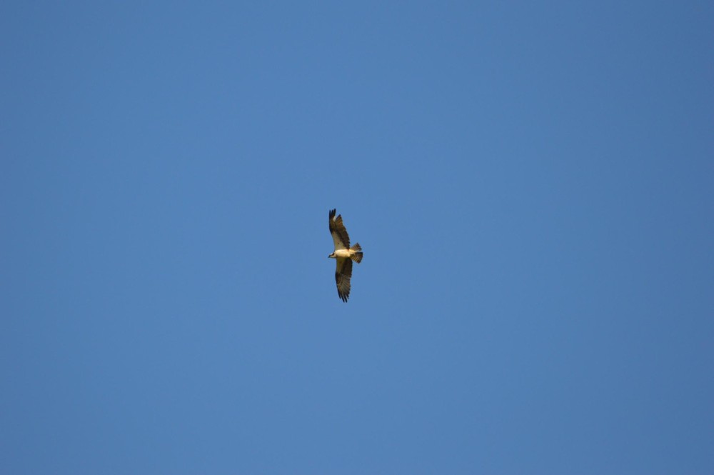 Balbu_20240928_Noa_Michel.JPG (36.68 Kio) Vu 10625 fois Balbuzard pêcheur (Noa Michel)