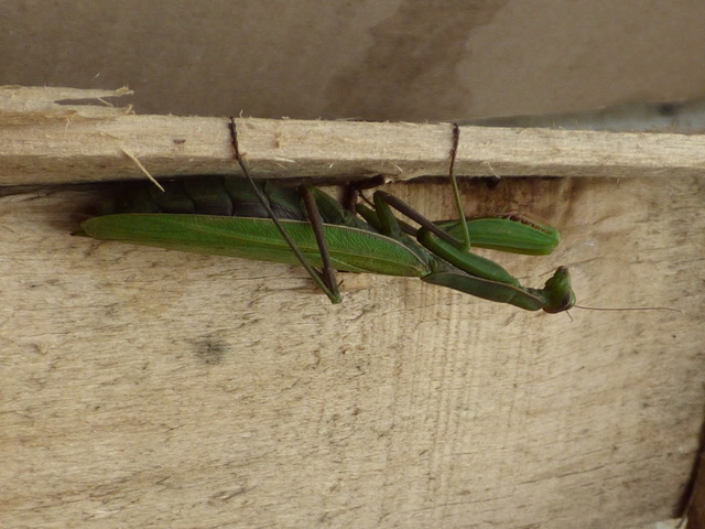 Tirepied, le 25 octobre 2024 (photo J Collette)