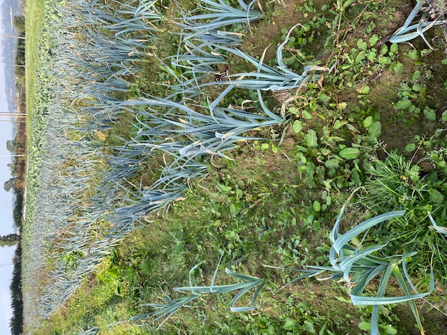poireaux et adventices jeunes. Le stock de graines sauvages au sol se traduit par la germination de nombreuses jeunes plantes entre les rangs de légumes.