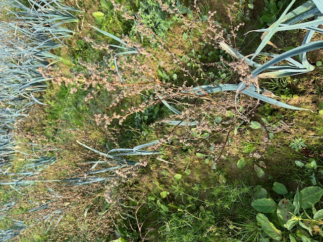 Sur les rangs de poireaux, des adventices ont échappé au désherbage mécanique; ici le chénopode bien en graine!