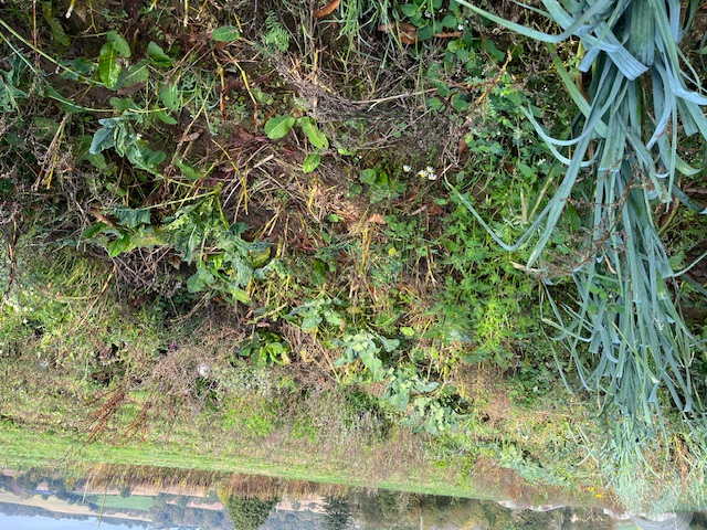 Au total, des aires cultivées variées selon les cultures, riches en potentialités alimentaires pour les granivores. Les oiseaux sont nombreux au sol, profitant à la fois des graines et du couvert protecteur. Même le pouillot véloce y trouve son compte!