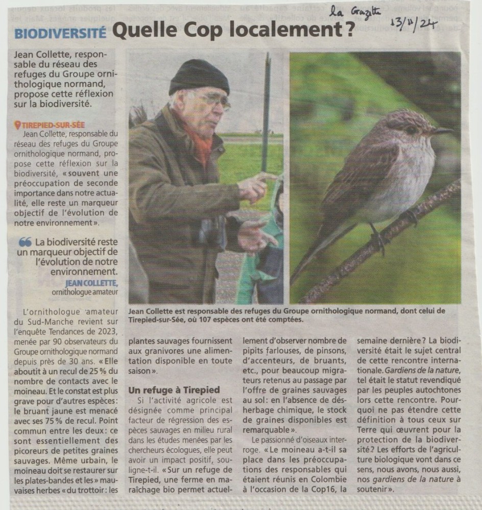 La Gazette de la Manche, 13 novembre 2024.<br />Le choix du gobemouche gris est hors sujet (vu son régime strictement insectivore) mais cette erreur est secondaire, le journaliste a puisé dans les archives de la rédaction...
