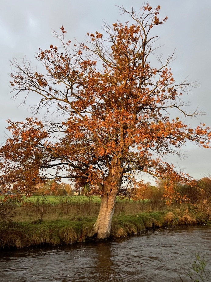 Reliquat de ripisylve ancienne : chênes têtards rive gauche de l'Airon. La rive droite côté refuge a été relativement déboisée quand il a fallu abattre les vieux peupliers devenus dangereux pour le public. Il est dommage que des arbres de remplacement n'aient pas été mis en place simultanément. Le bouturage du peuplier (si possible des cultivars anciens à petites feuilles) est peu coûteux.