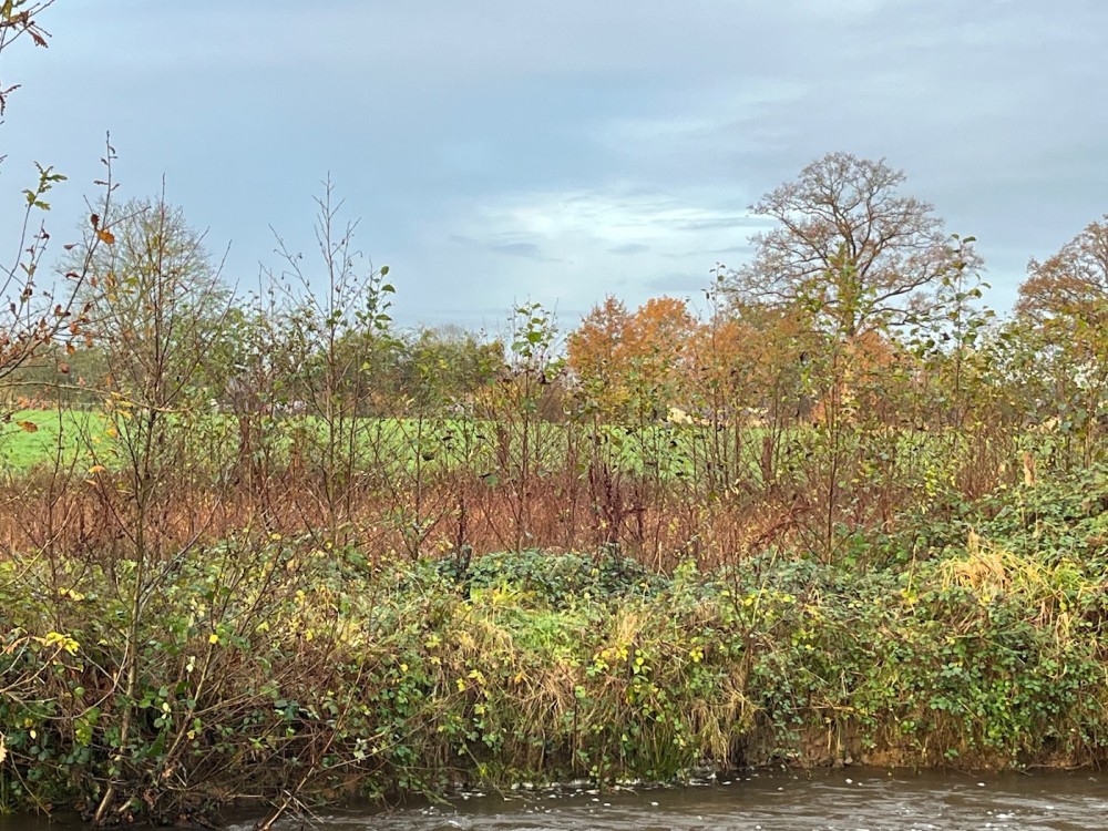 5-aulnaie spontanée.jpg (636.42 Kio) Vu 33624 fois Aulnaie spontanée rive gauche