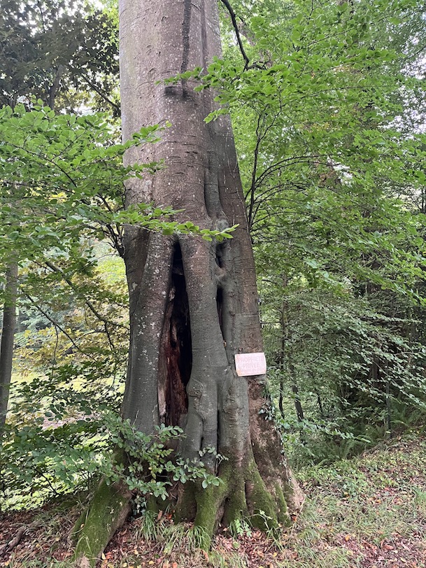 Hêtre âgé, porteur de vieilles blessures, creux. Parc du château de Cerisy-la-Salle.