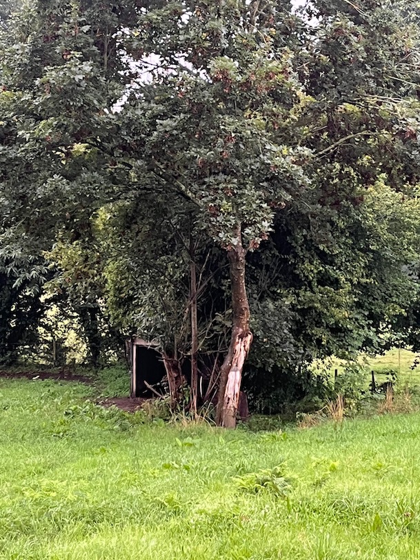 Vieux châtaignier écorcé récemment par des ânes en l'absence de protection. La Bourdonnière, Saint-Martin-des-Champs. Cet exemple pose la question de la gestion actuelle (paysagère au sens des jardiniers de parcs) comparée à celle des paysans du siècle passé. (voir cliché plus démonstratif à la fin du message suivant)