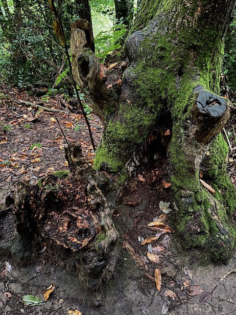 Très vieille souche de châtaignier, taillis de la Bourdonnière. Les coupes successives des rejets font mourir la souche porteuse, remplacée par une suivante et ainsi de suite au cours des siècles. Quand le rythme des coupes devient trop accéléré, les souches ne réussissent plus à se régénérer et le pied meurt, ce qui causa la dégradation du massif forestier au 19e siècle sous l'effet de la demande en bois de l'industrie (charbon de bois, poteries, forges, glaces, etc.)