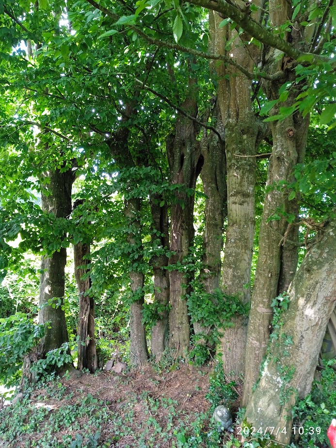 Charmes en demi cercle dense, parc du refuge du Petit Auney, Le Mesnil-Tôve