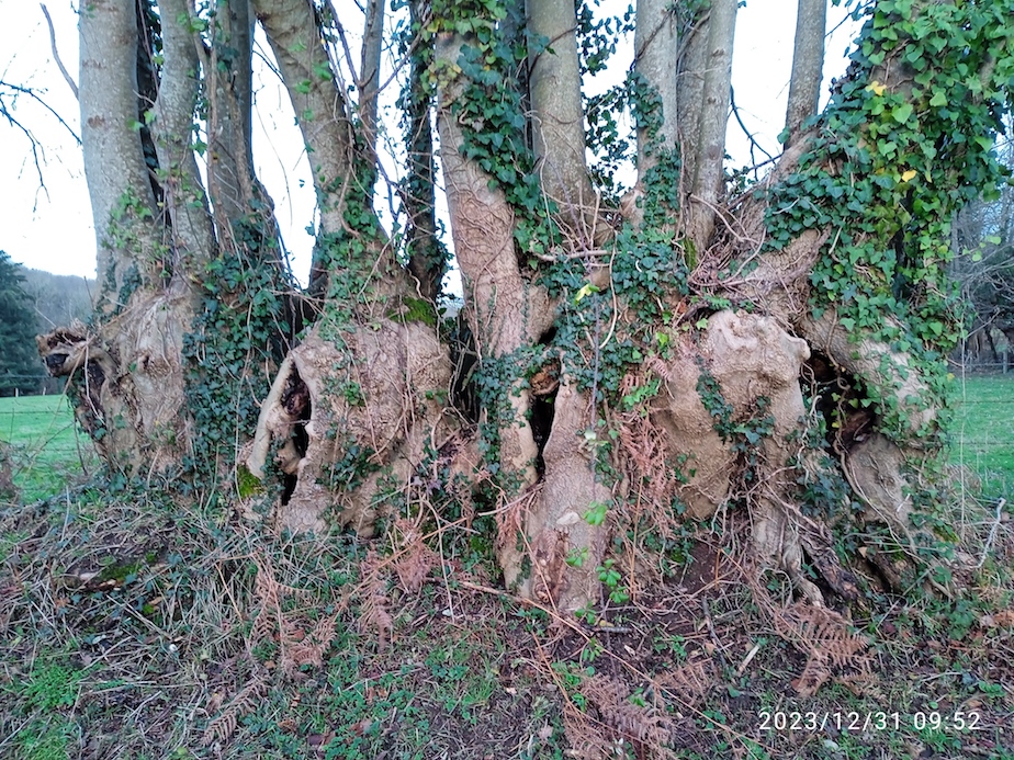 Très vieille cépée de frêne sur talus, typique de l'usage paysan du bois de la haie en pays de bocage; refuge de la Bourdonnière, Saint-Martin-des-Champs