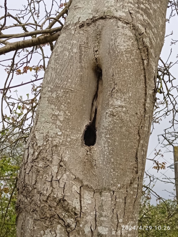 IMG_20240429_102638.jpg (548.01 Kio) Vu 33197 fois Ancienne blessure sur noyer, cicatrisée mais détectée par le pic épeiche qui y creuse une loge. La Rue, Tirepied