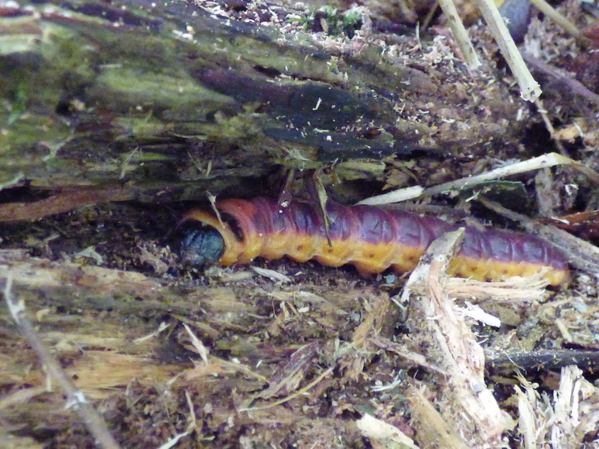 Chenille de Cossus gâte bois sur bois de saule "dérangé". Le Montier
