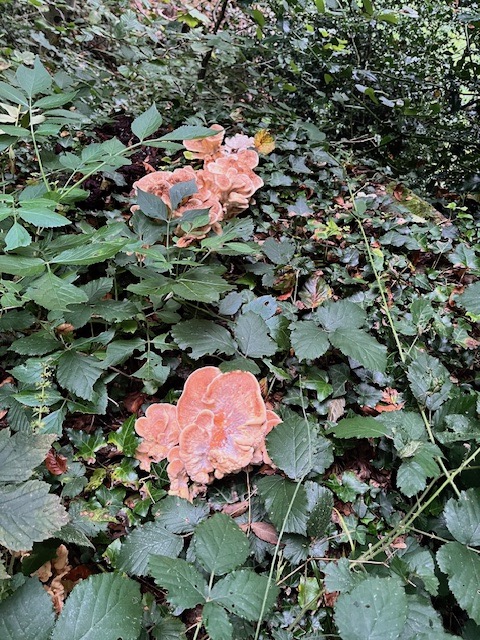 Polypore soufré, ancienne souche non déterminable, parc du château de Cerisy-la-Salle (détermination J Rivière)