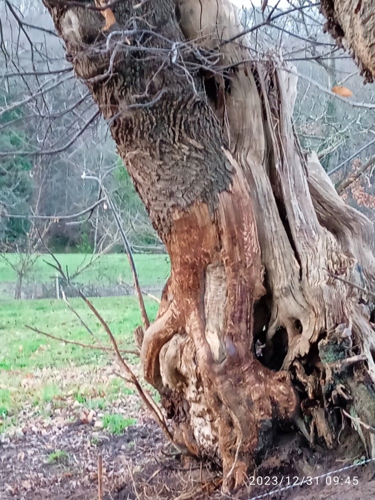 IMG_20231231_094507.jpg (672.94 Kio) Vu 33191 fois la Bourdonnière et la dent des ânes...