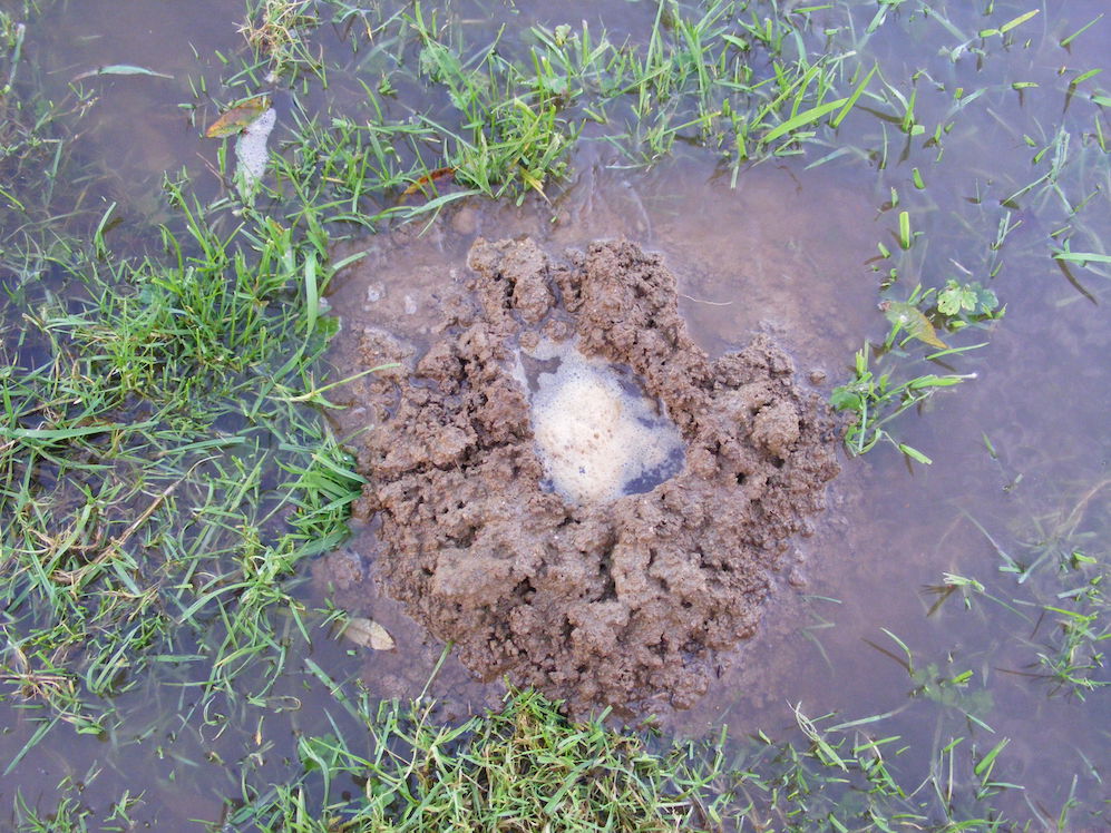Dès que le niveau monte, l'eau "bulleuse" apparait dans les orifices, marquant ainsi l'inondation souterraine des galeries. Belle preuve de la circulation de l'air en temps normal dans le sol, détail non négligeable du lien de la taupe, au même titre que celui des vers de terre, à la vie du sol.