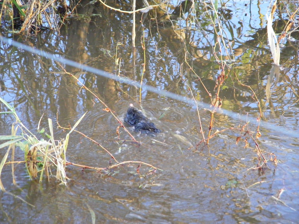 Réserve du Montier, 13 décembre 2014<br />La taupe finit par être chassée de ses galeries. Elle sait nager activement grâce à ses pattes antérieures larges et efficaces! Elle se dirige probablement à l'aveugle jusqu'à ce qu'elle butte sur un obstacle où elle puisse grimper.