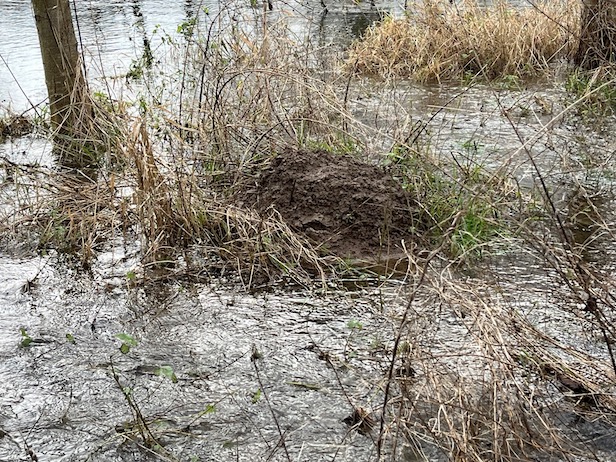 Réserve du Montier, 11 janvier 2025<br />La taupe a la connaissance topographique du géomètre! Le niveau de la rive est toujours plus haut que le reste du pré et c'est là que la taupe construit son "donjon", une taupinière beaucoup plus élevée et massive que les autres localisées sur le trajet des galeries de chasse.