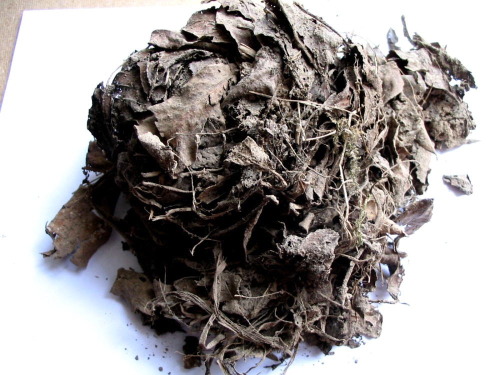 taupe nid extrait.jpg (550.19 Kio) Vu 30661 fois Réserve du Montier, 31 mars 2006<br />Le donjon abrite le nid de la taupe, une boule de feuilles mortes.