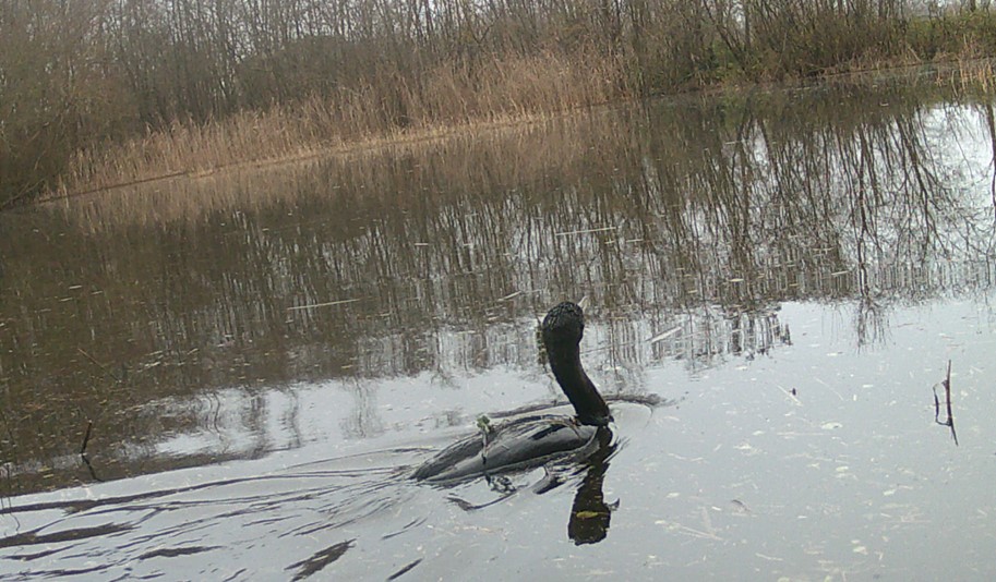 cormoran.jpg