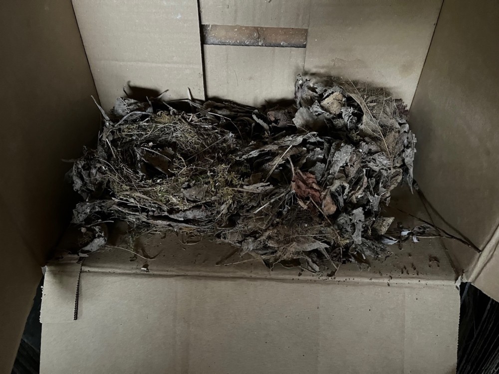 rougegorge B.jpg (479.41 Kio) Vu 26472 fois Vue globale de l'aménagement du site de nid dans le carton.<br />Photo J Collette 21/02/25