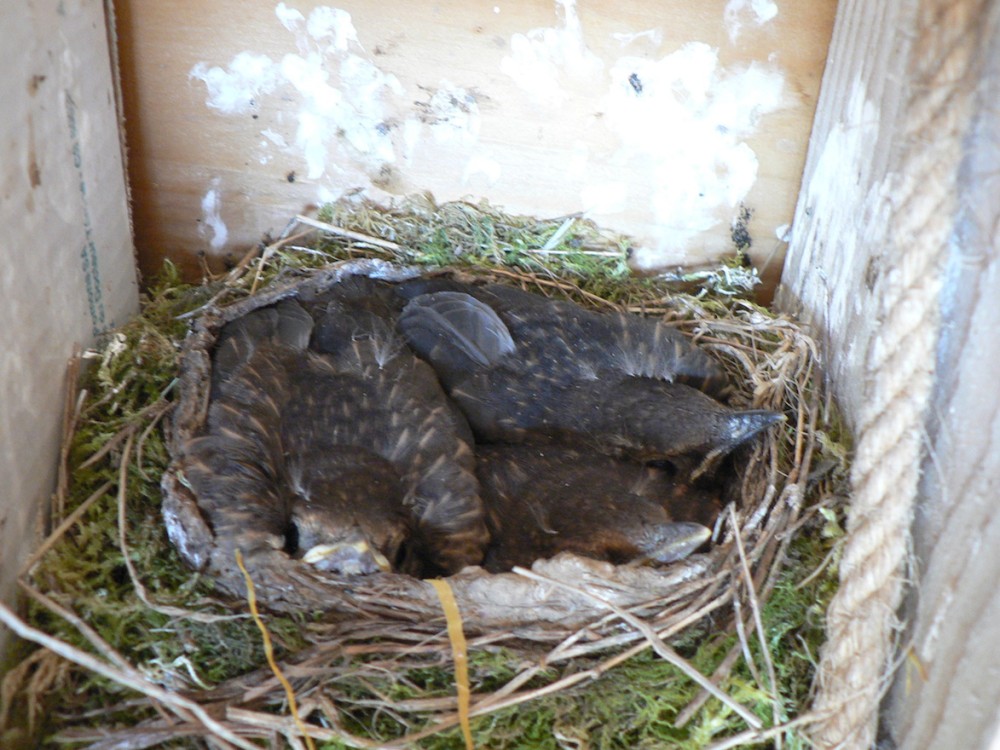 grive musicienne B.JPG (424.69 Kio) Vu 26472 fois Les jeunes au nid <br />Photo Fanny Leprovost