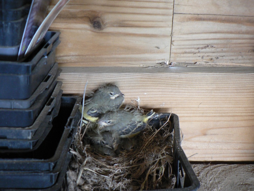 bergeronnette des ruisseaux oisillons.JPG (744.63 Kio) Vu 26417 fois Jeunes bergeronnettes des ruisseaux, première nichée, 18 mai 2024.<br />Photo Fanny Leprovost