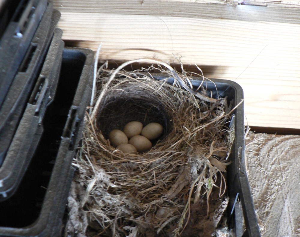 bergeronnette des ruisseaux (2).JPG (534.15 Kio) Vu 26403 fois Bergeronnette des ruisseaux, première ponte (30 avril 2024) <br />Photo Fanny Leprovost