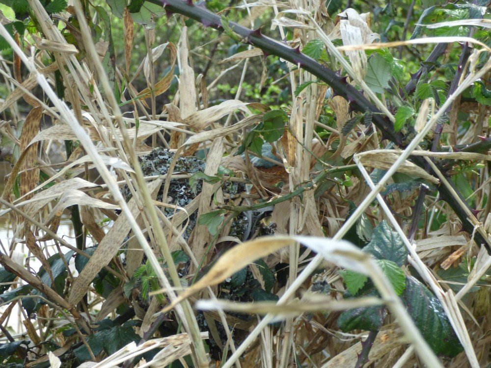 P1030652.JPG (560.09 Kio) Vu 27003 fois Un nid antérieur (9 avril 2022) sur la rive de la Sée, ce qui explique la présence de la baldingère dans le milieu occupé.