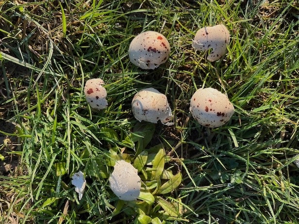 Au moins 2 oeufs (coquilles rassemblées pour la photo), à proximité d'un fossé avec saules et joncs.