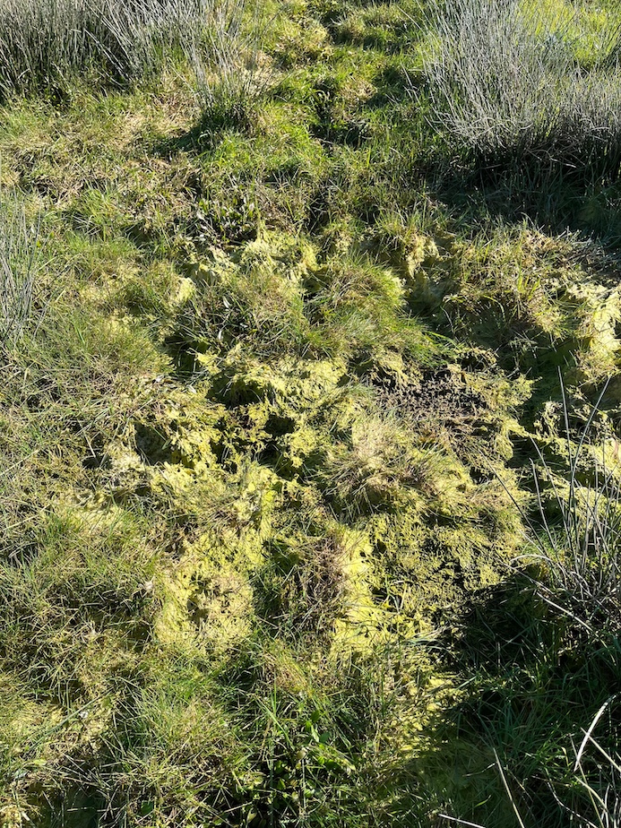 les algues vertes dessèchent dans les dernières flaques.