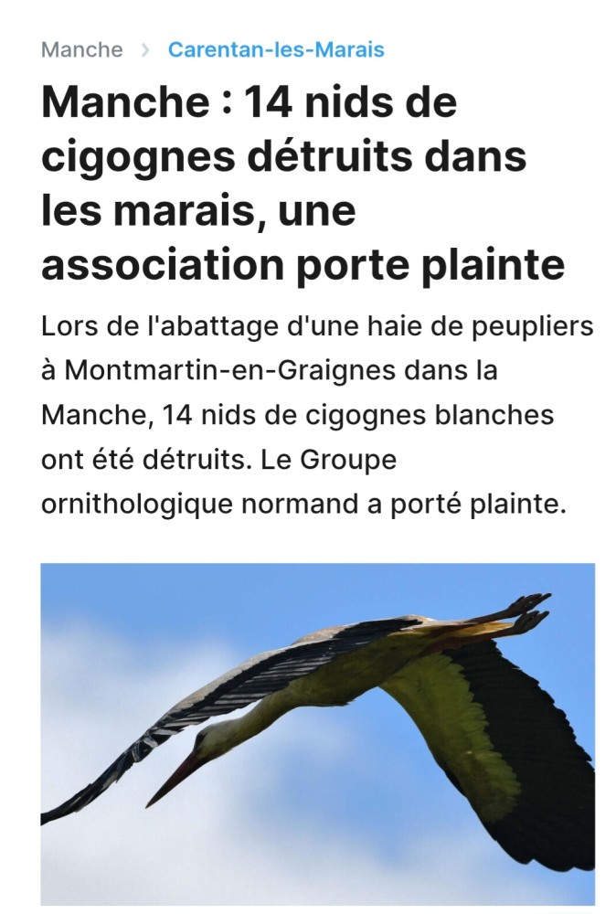 Cigogne_Côté-Manche_20250325.jpg (278.64 Kio) Vu 50430 fois Côté-Manche_20250325