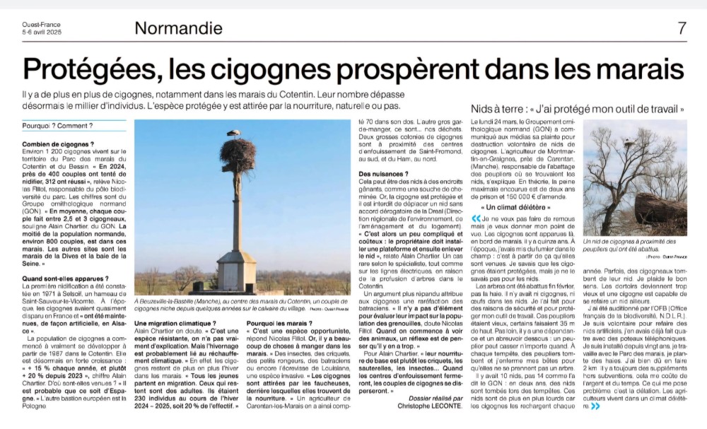 cigognes_OF_20250405.jpg (500.33 Kio) Vu 39653 fois Ouest-France Page Normandie 20250305