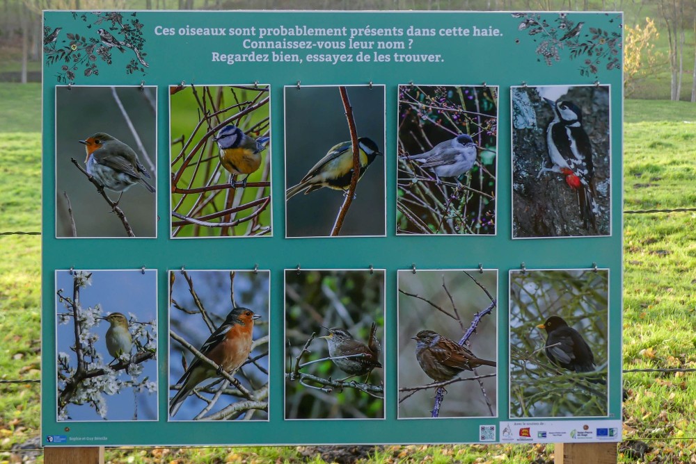 Panneau Oiseaux des haies