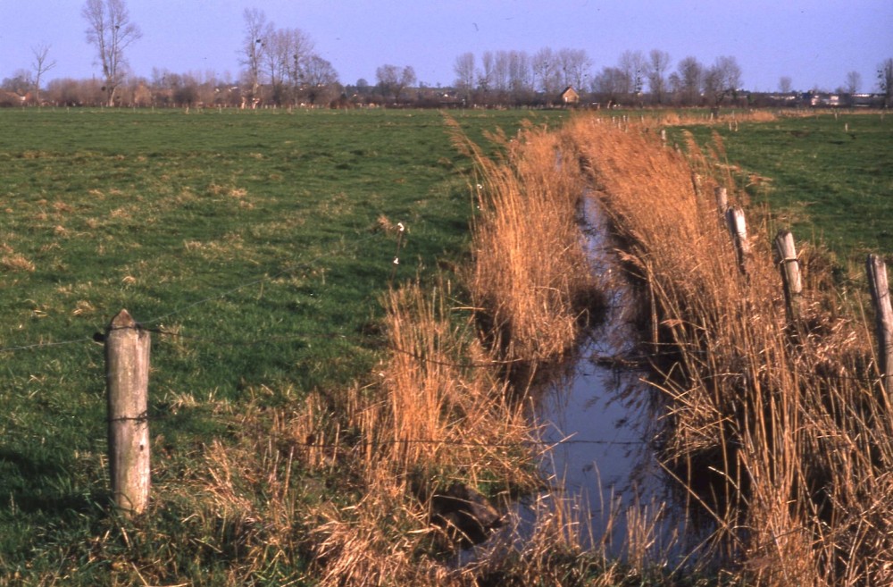 19900200.jpg (601.32 Kio) Vu 16566 fois En 1990, les fossés sont étroits et la roselière présente mais peu développée.(photo J Collette, février 1990)