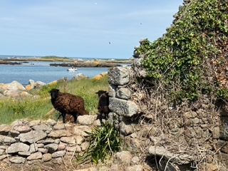 Moutons brouteurs sur la Meule.jpeg