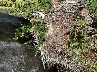 Nid héron cendré.jpeg