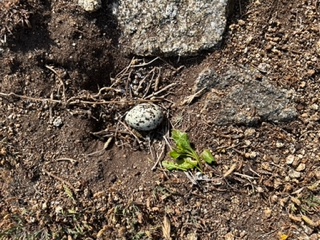 Nid pierregarin.jpeg