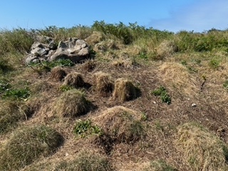 Paturage moutons.jpeg