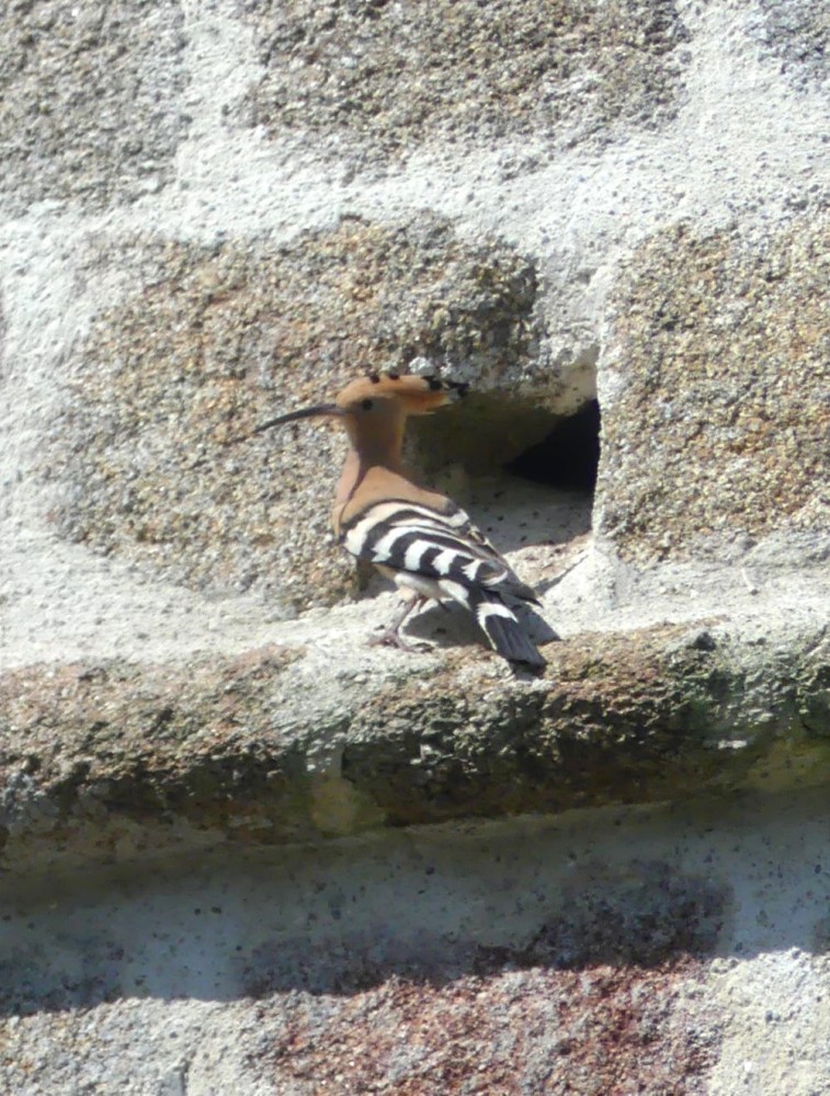 HUPPE  GENETS.JPG