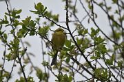 Bruant jaune (Maude Bachet) : photo d'achives