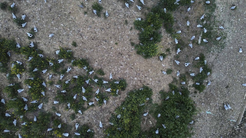 27052025-DJI_0218.jpg