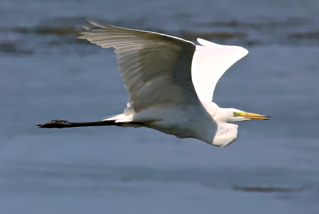 Grande aigrette272.jpg