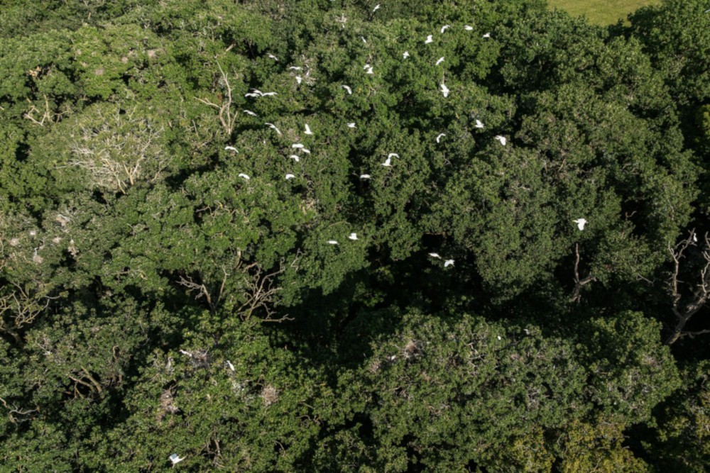 20250715_Héronnière_Bréville.jpg (754.49 Kio) Vu 6881 fois Héronnière_Bréville_du_dessus_30m_de_haut ©Jean-Marc JANSEN