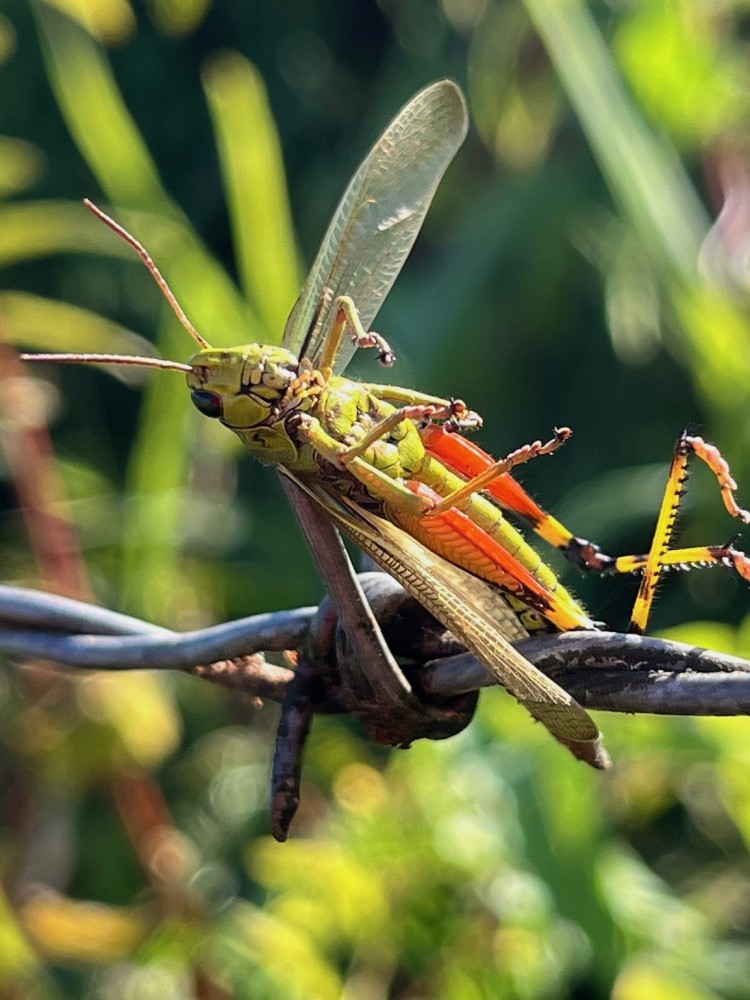 criquet ensanglanté, typique des prairies humides